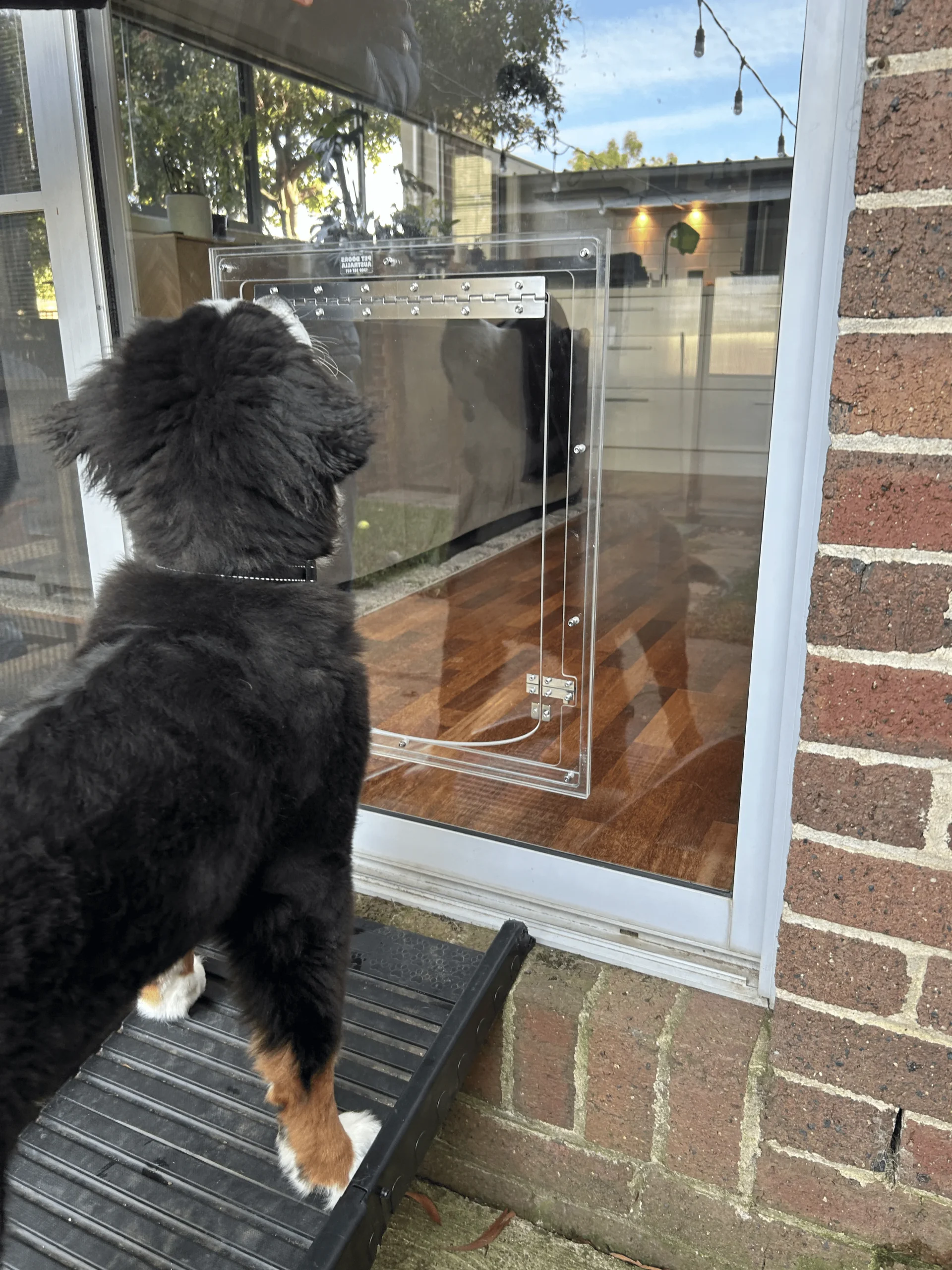 In Glass Pet Doors Image scaled Home