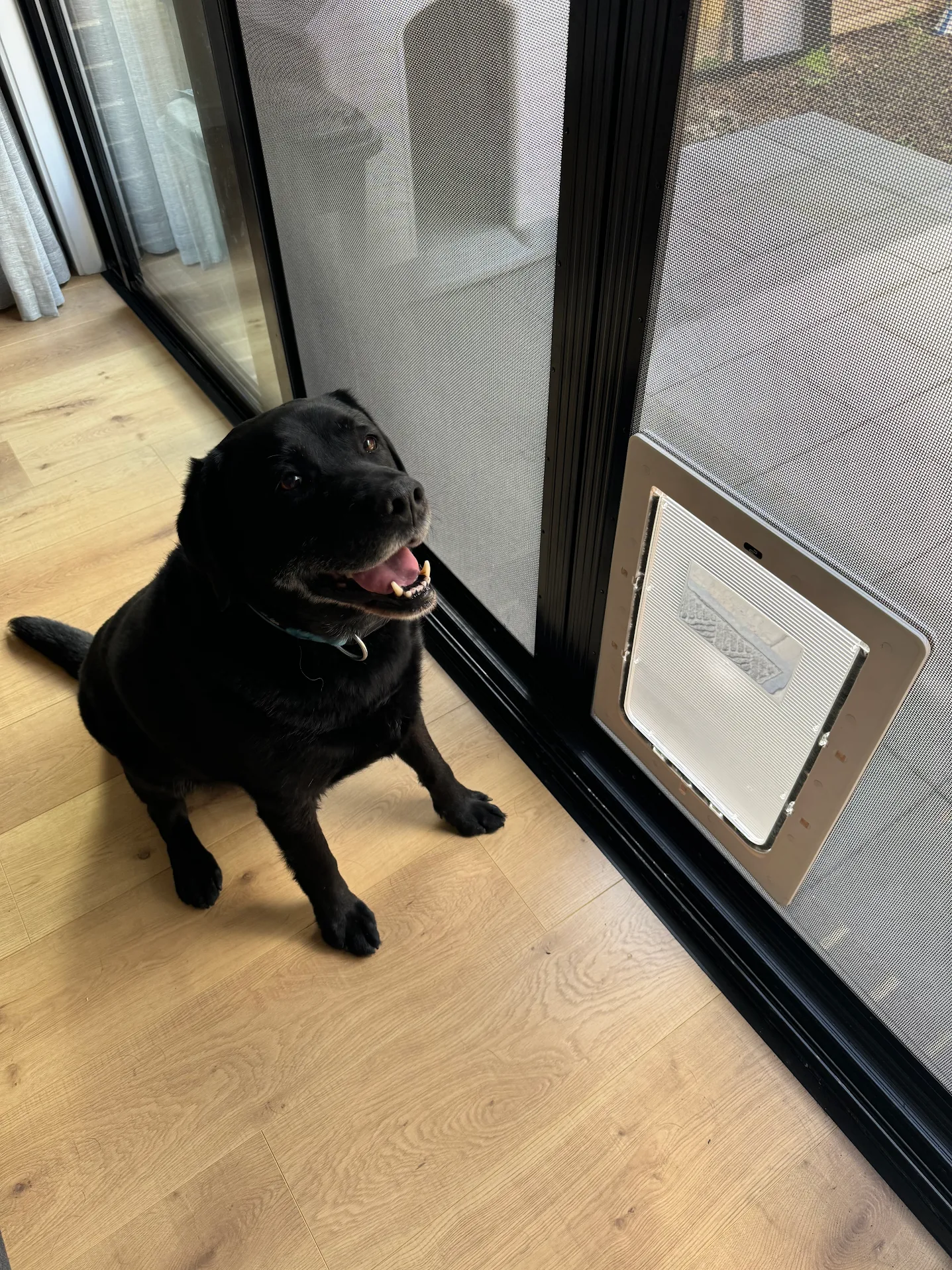 In Screen Pet Doors In-Glass Pet Doors